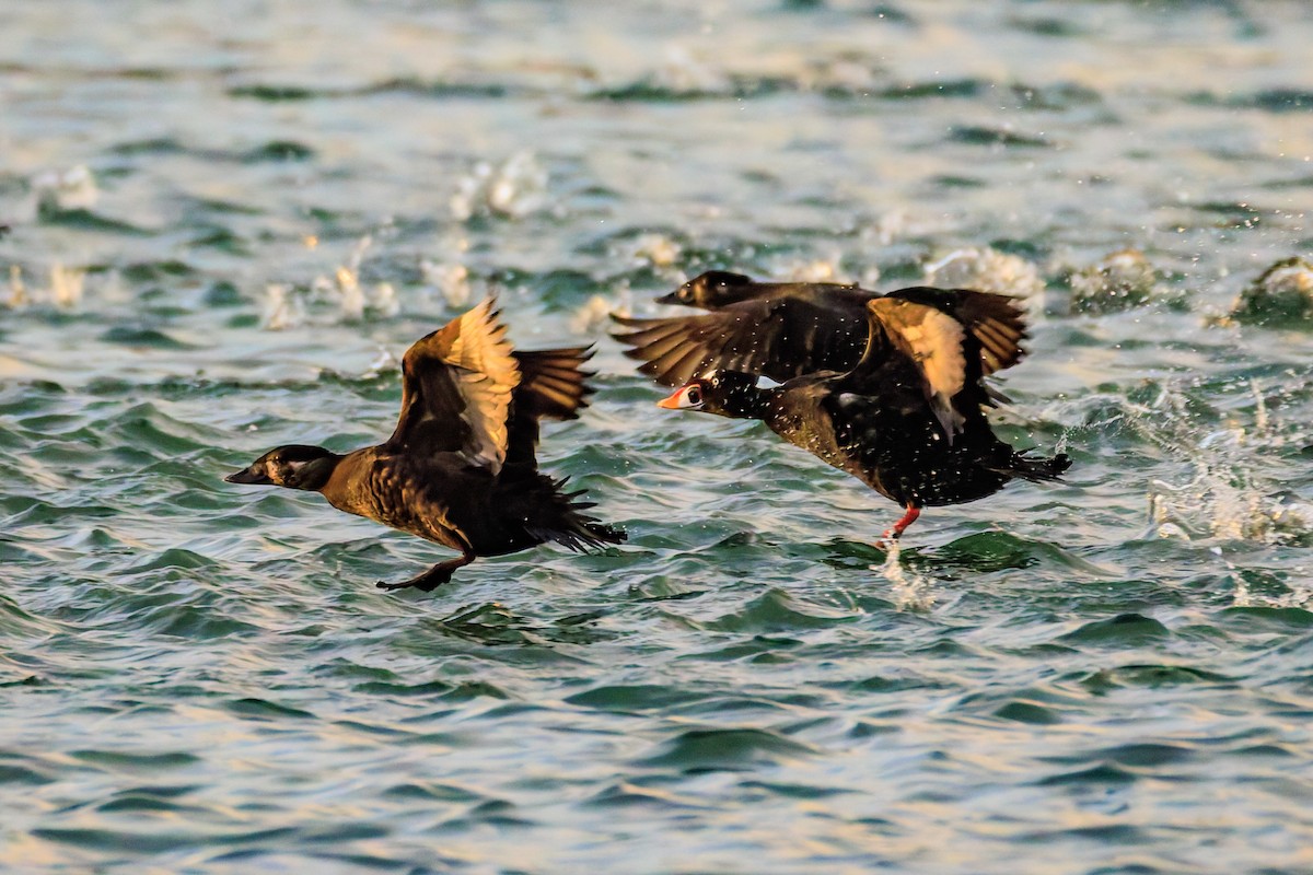קטיפנית משברים - ML644378241