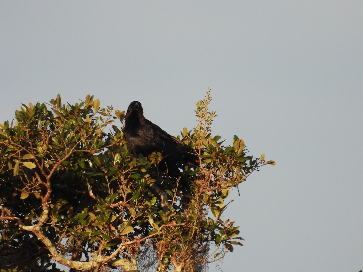 American Crow - ML644378243