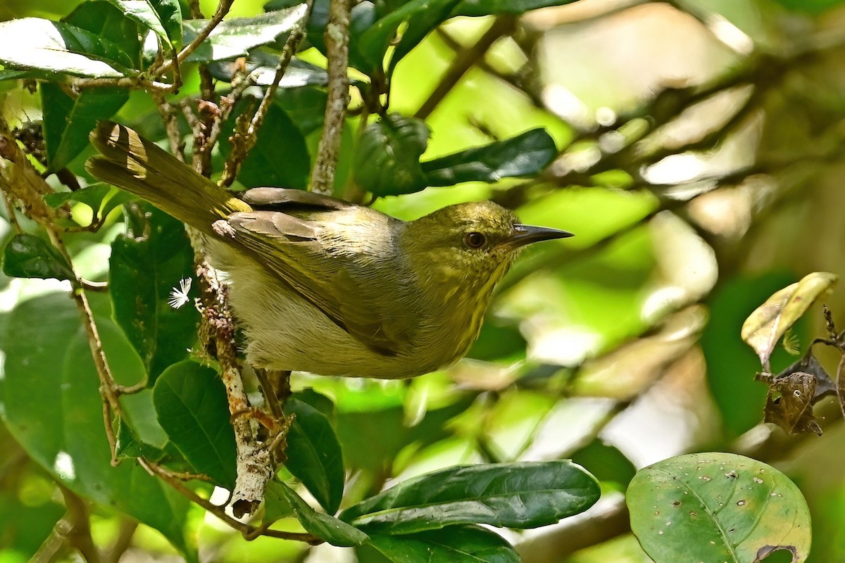 Stripe-throated Jery - ML644378244