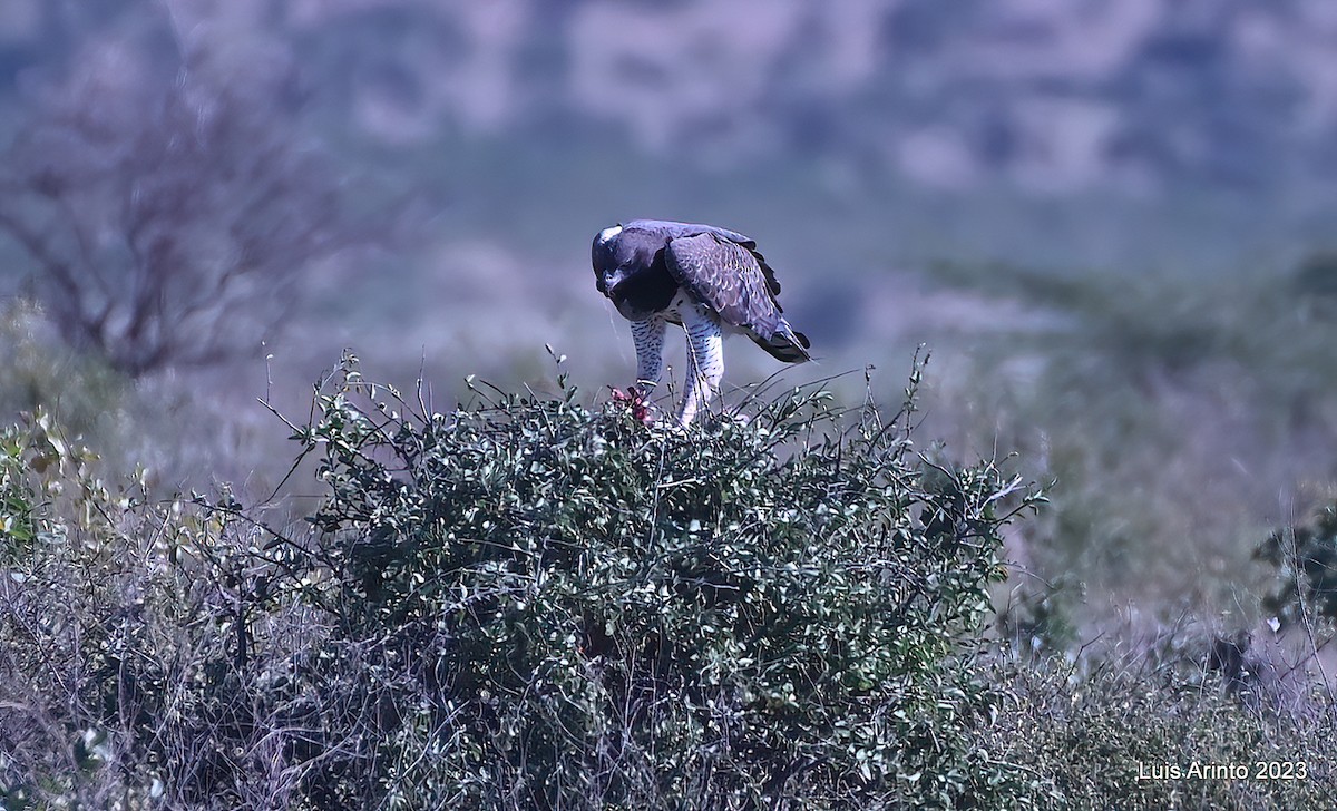 עיט לוחם - ML644378245