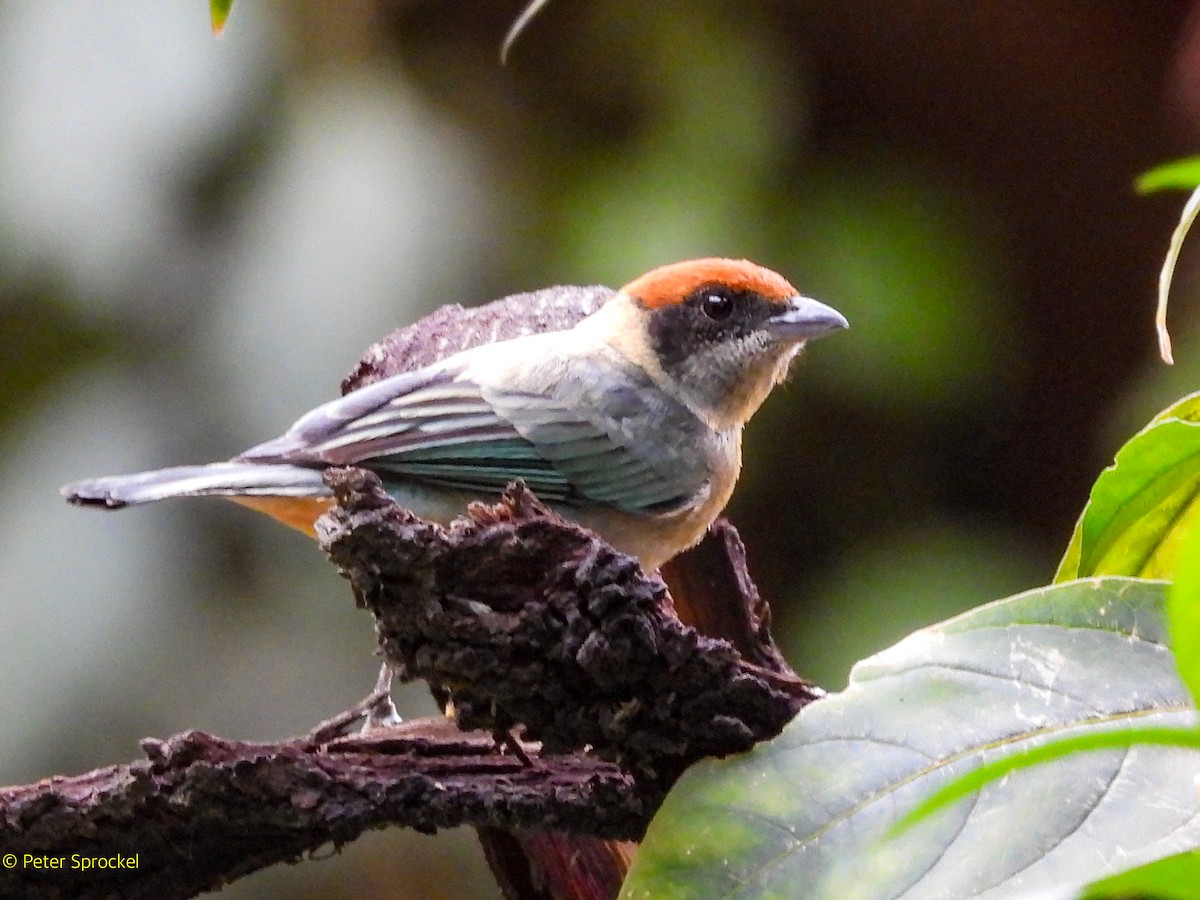 Çalı Tangarası - ML644378248