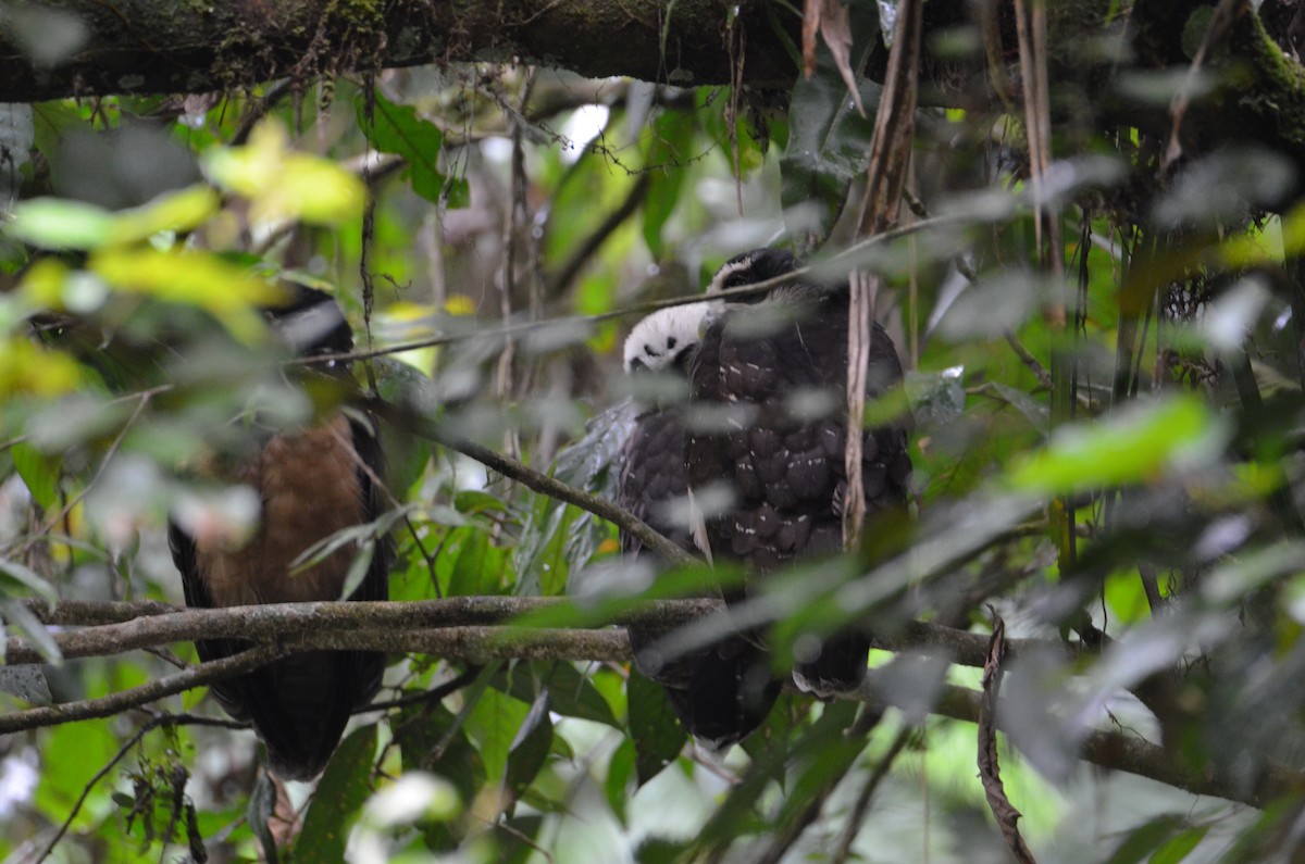Spectacled Owl - ML644378252