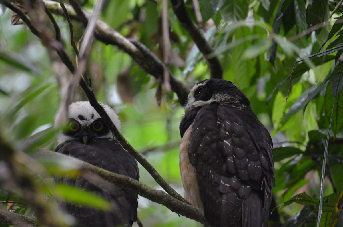 Spectacled Owl - ML644378266