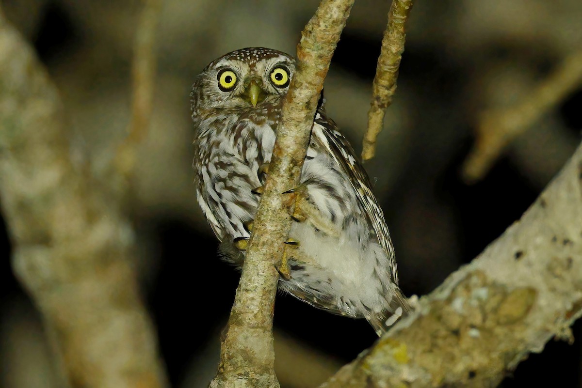Pearl-spotted Owlet - ML644378267