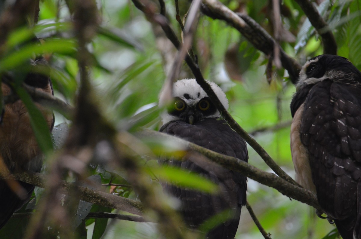 Spectacled Owl - ML644378268