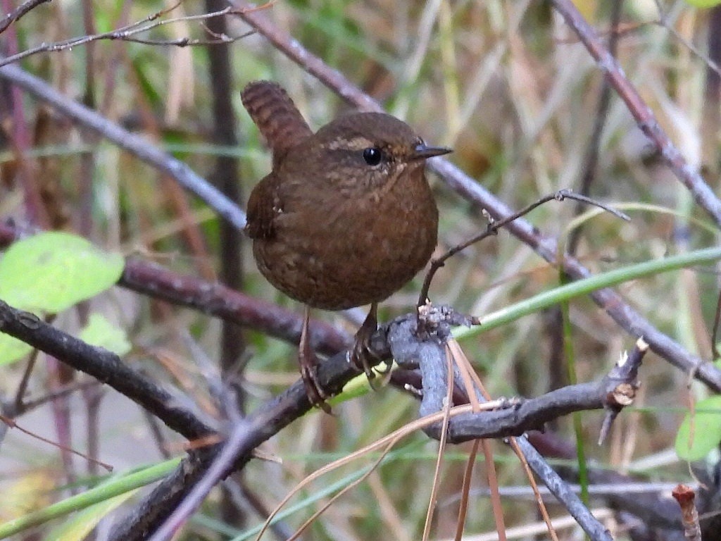 Pacific Wren - ML644378272