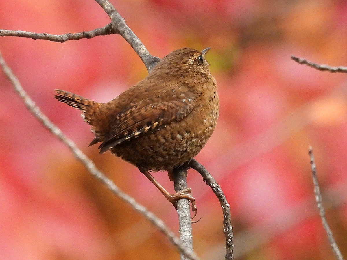 Pacific Wren - ML644378279