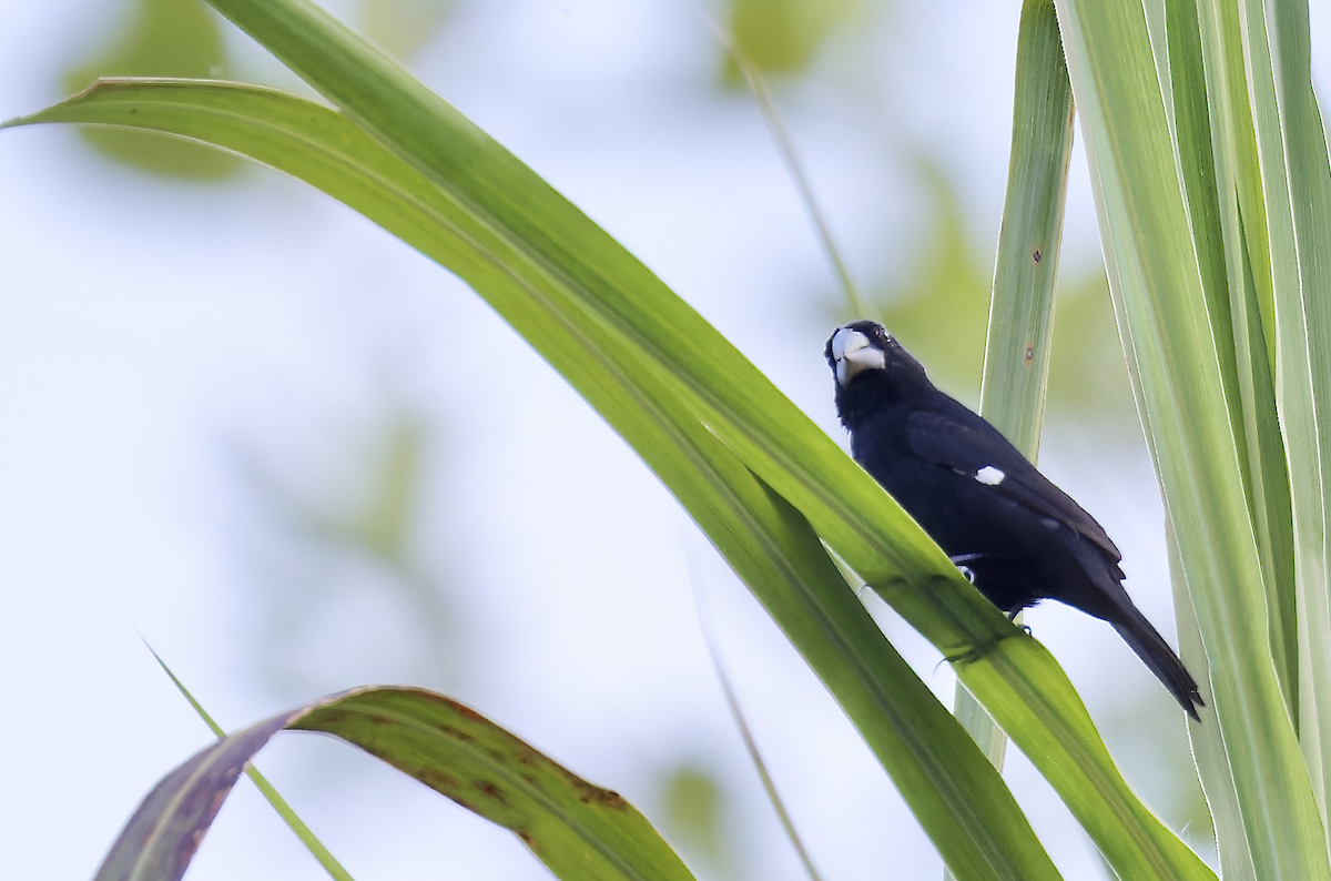 Large-billed Seed-Finch - ML644378284