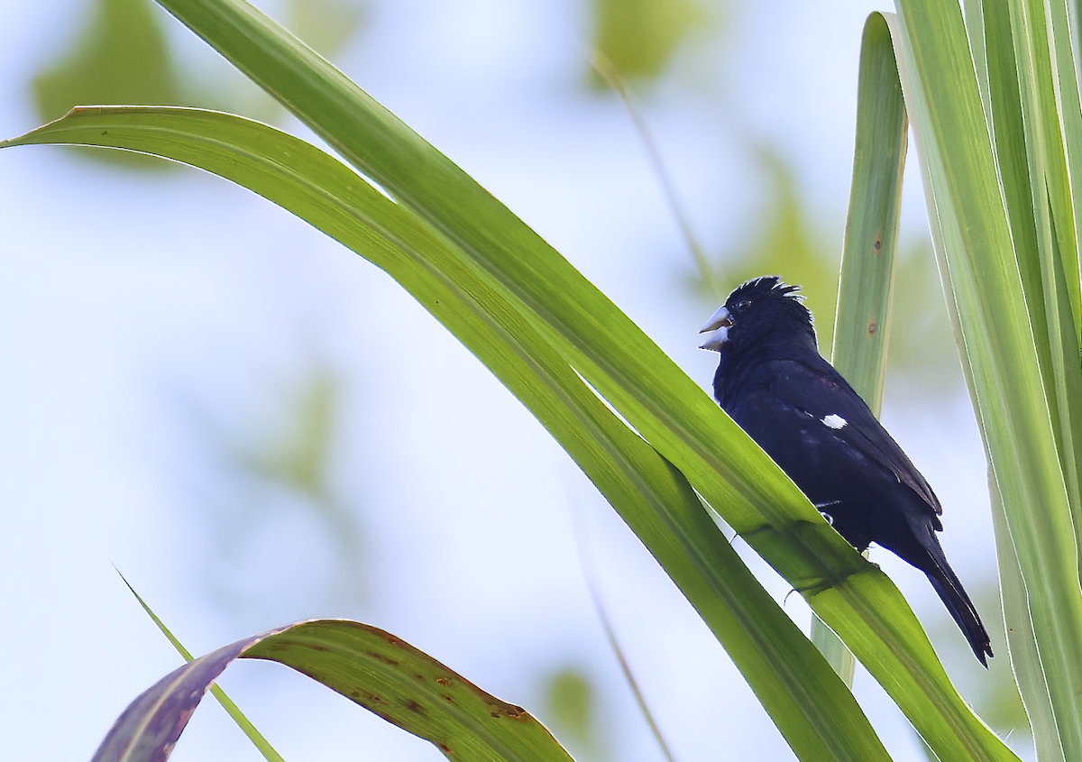 Large-billed Seed-Finch - ML644378285