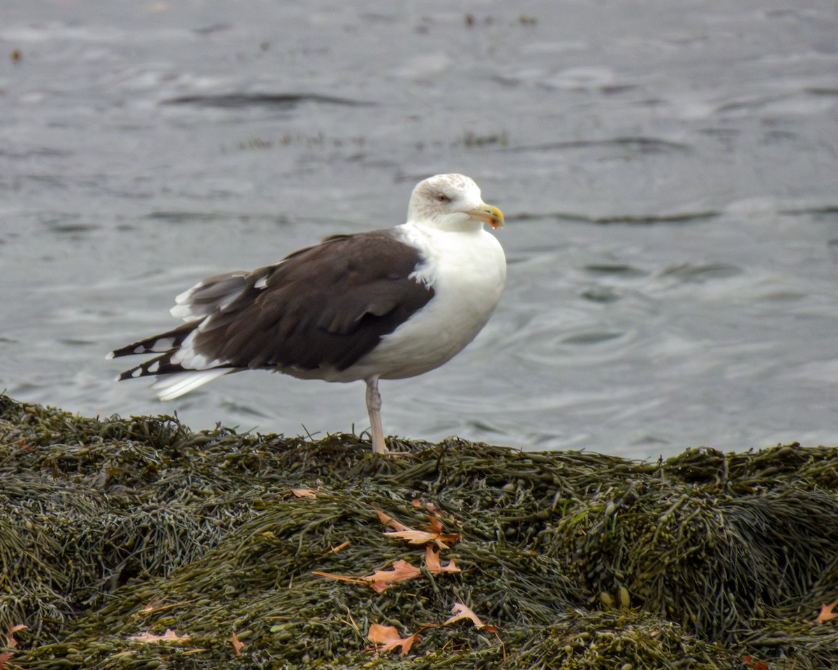 Great Black-backed Gull - ML644378288