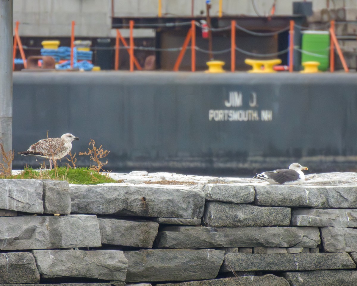 Great Black-backed Gull - ML644378289