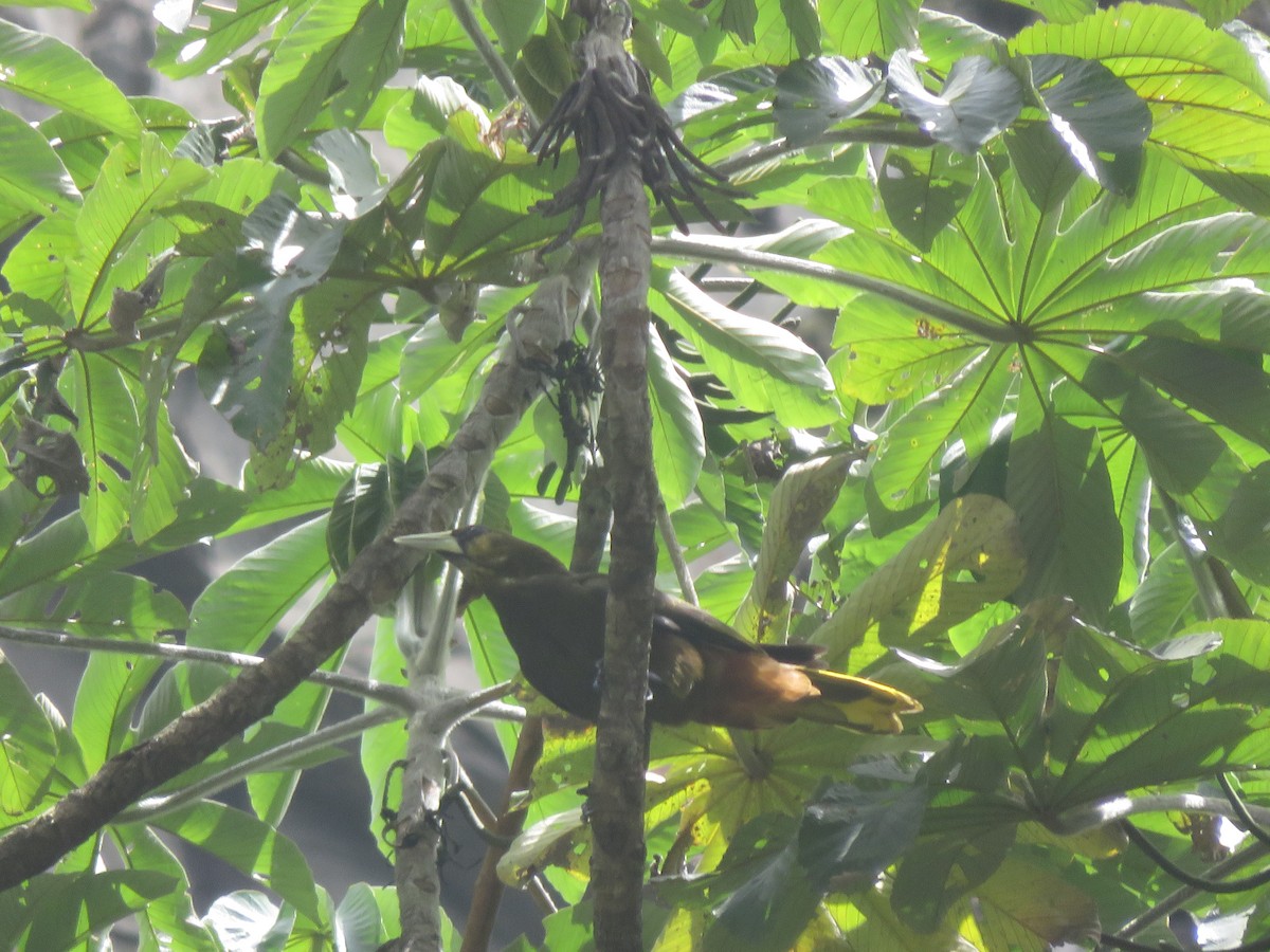 Dusky-green Oropendola - ML644378290