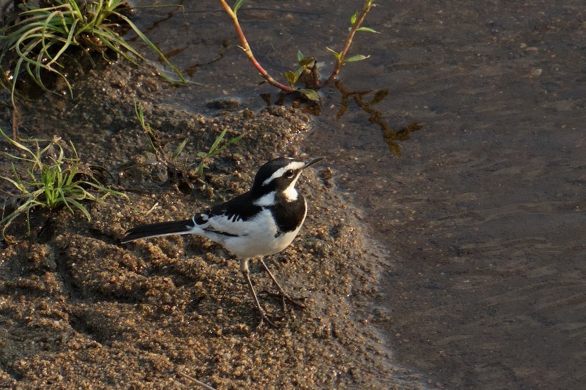 African Pied Wagtail - ML644378291