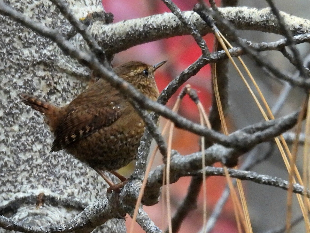 Pacific Wren - ML644378296