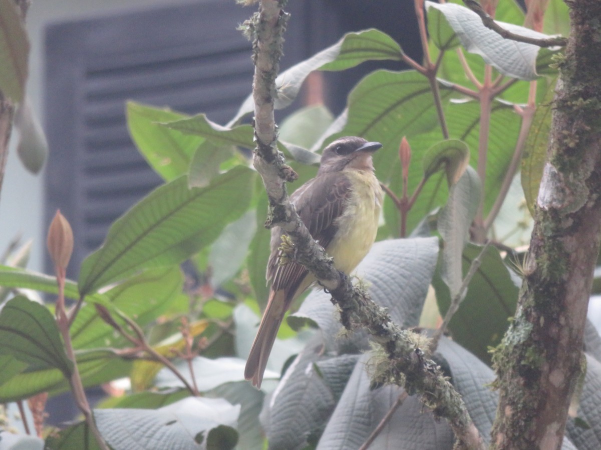 Golden-crowned Flycatcher - ML644378310