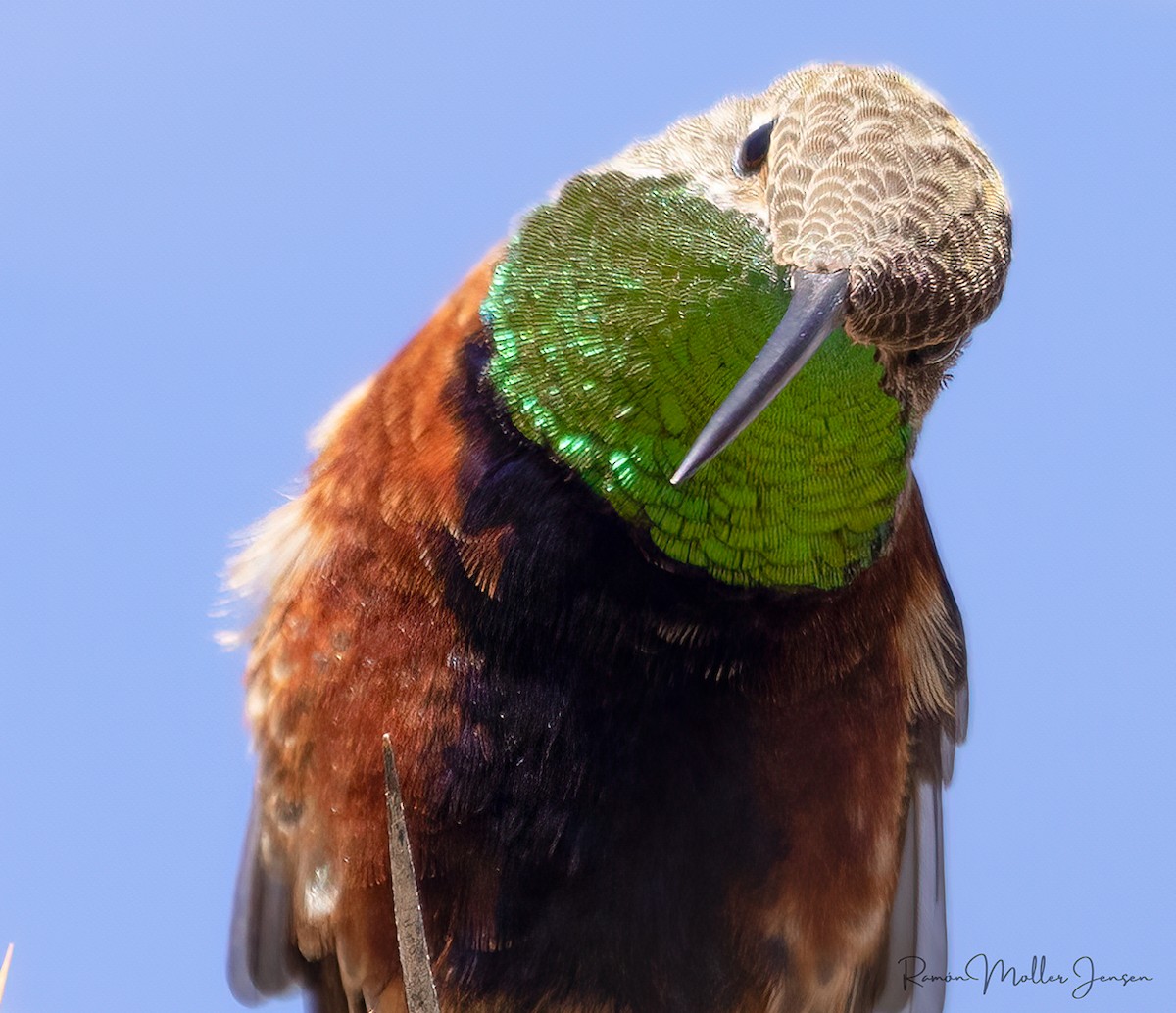 Wedge-tailed Hillstar - ML644378318