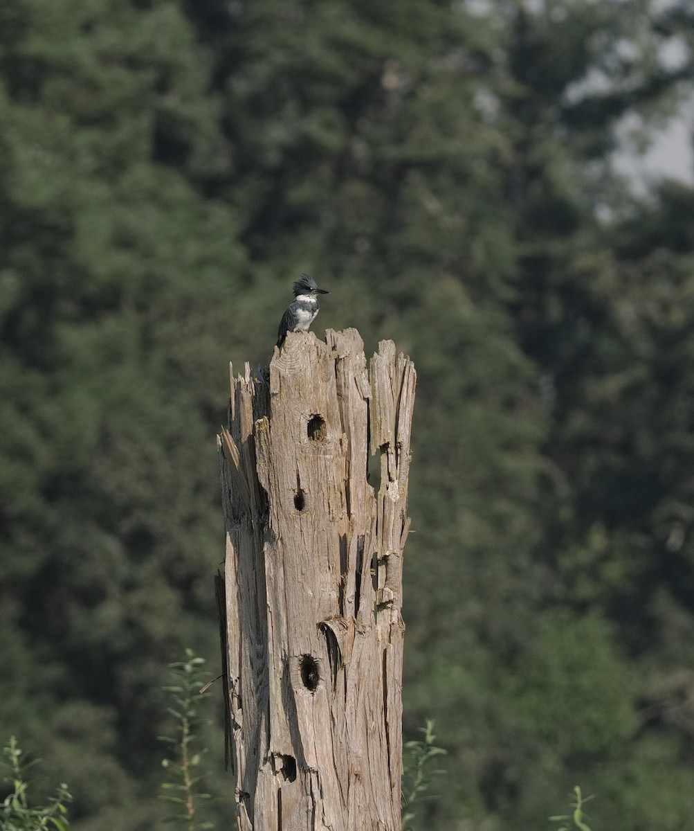 Belted Kingfisher - ML644378319
