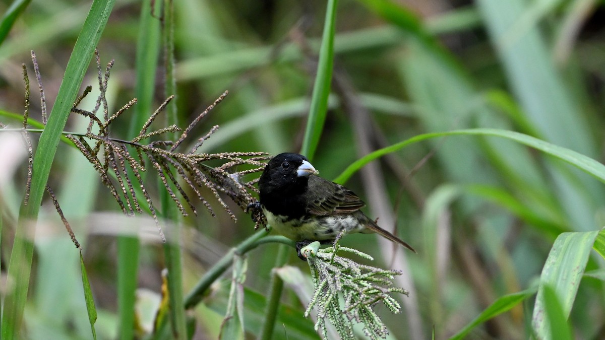 Gelbbauchspelzer - ML644378323