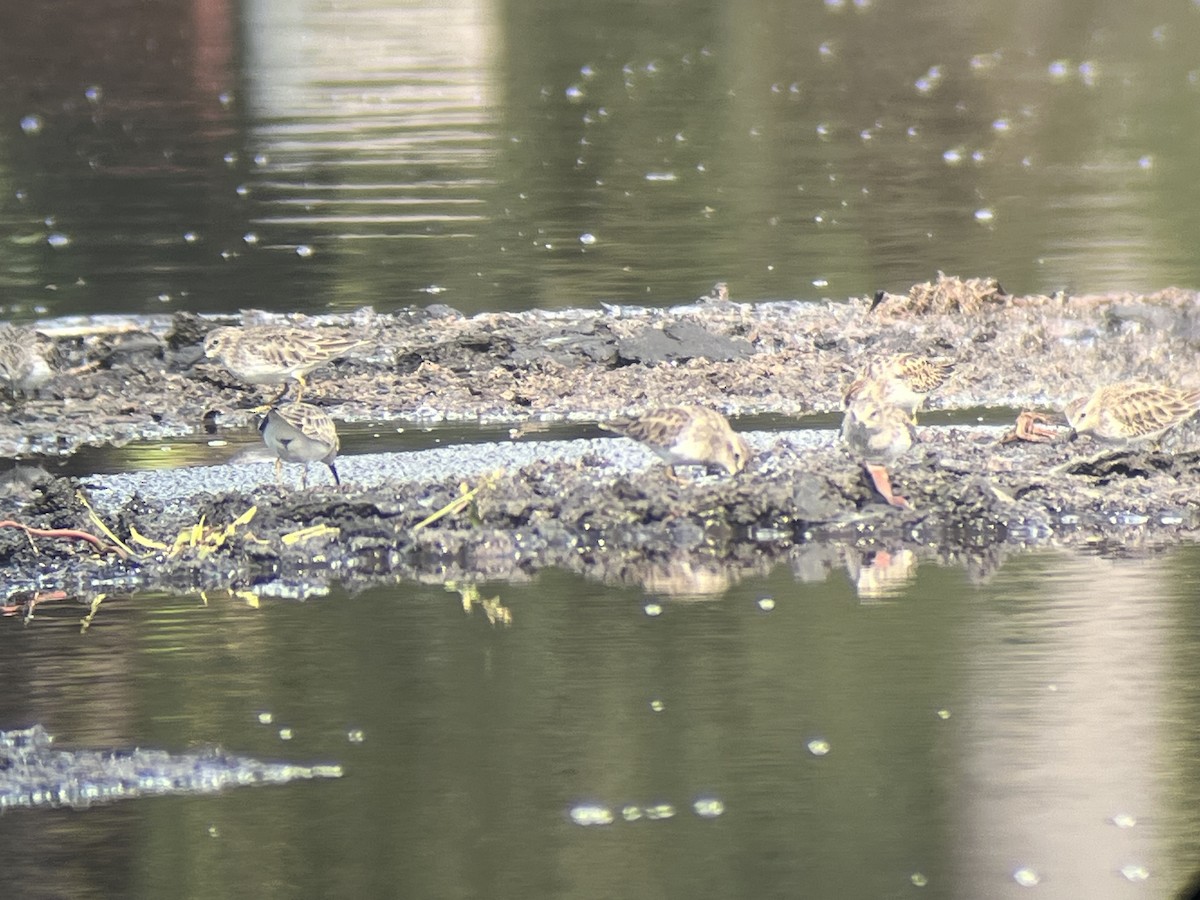 Least Sandpiper - ML644378327