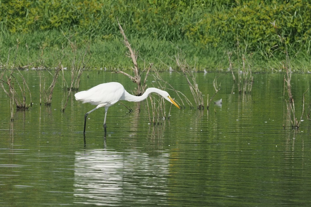 Great Egret - ML644378328