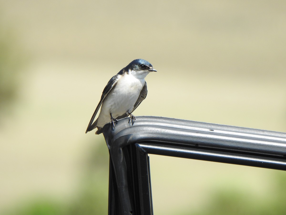 Hirondelle à diadème - ML644378331