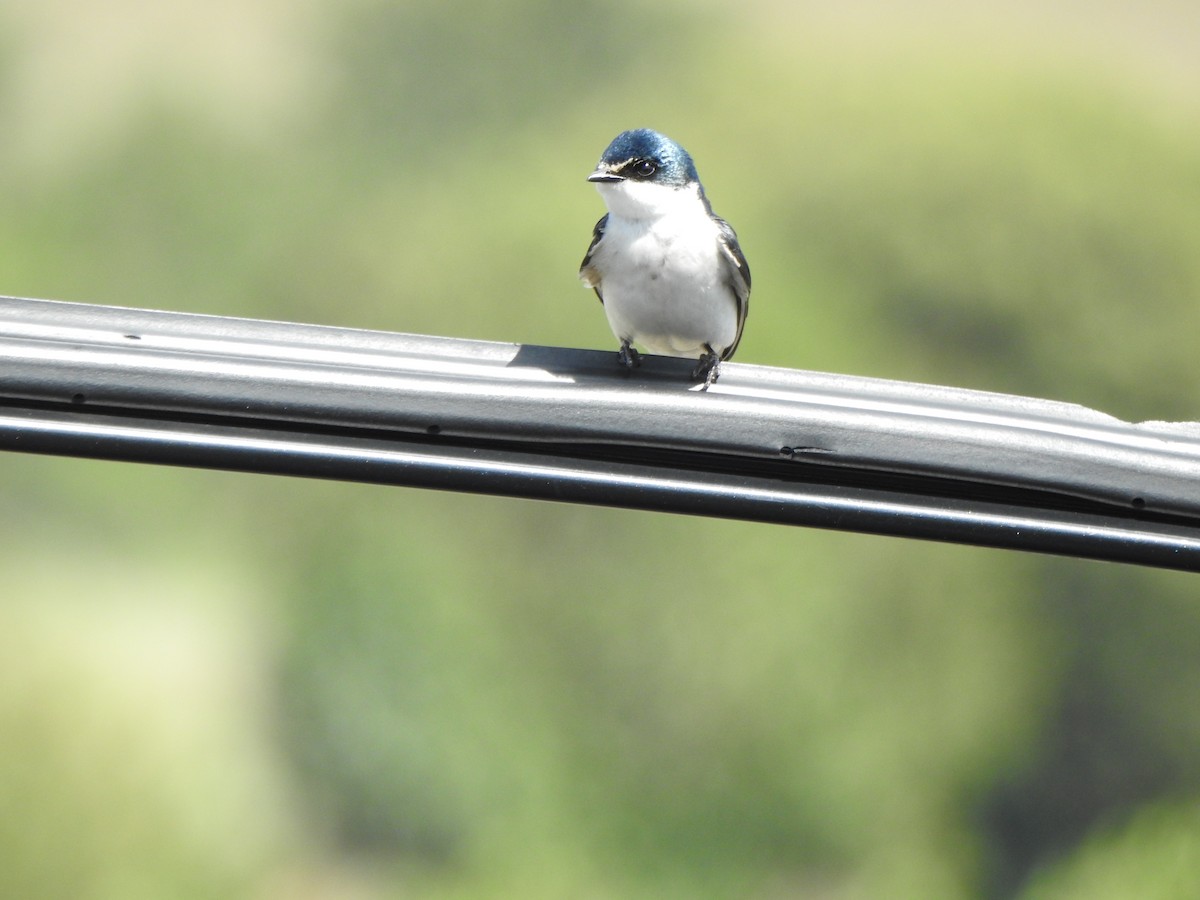 Hirondelle à diadème - ML644378332