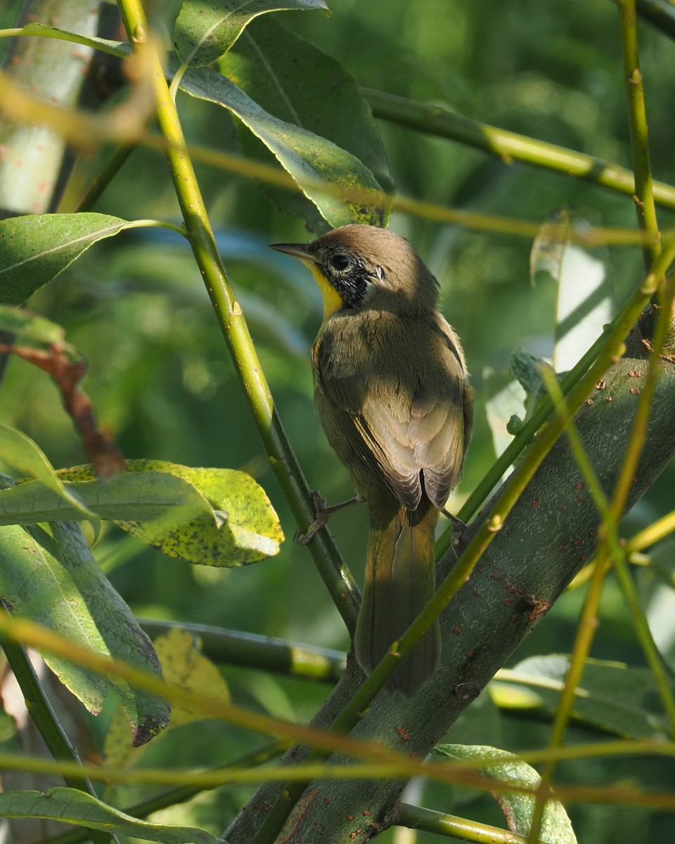 nordgulstrupe - ML644378335