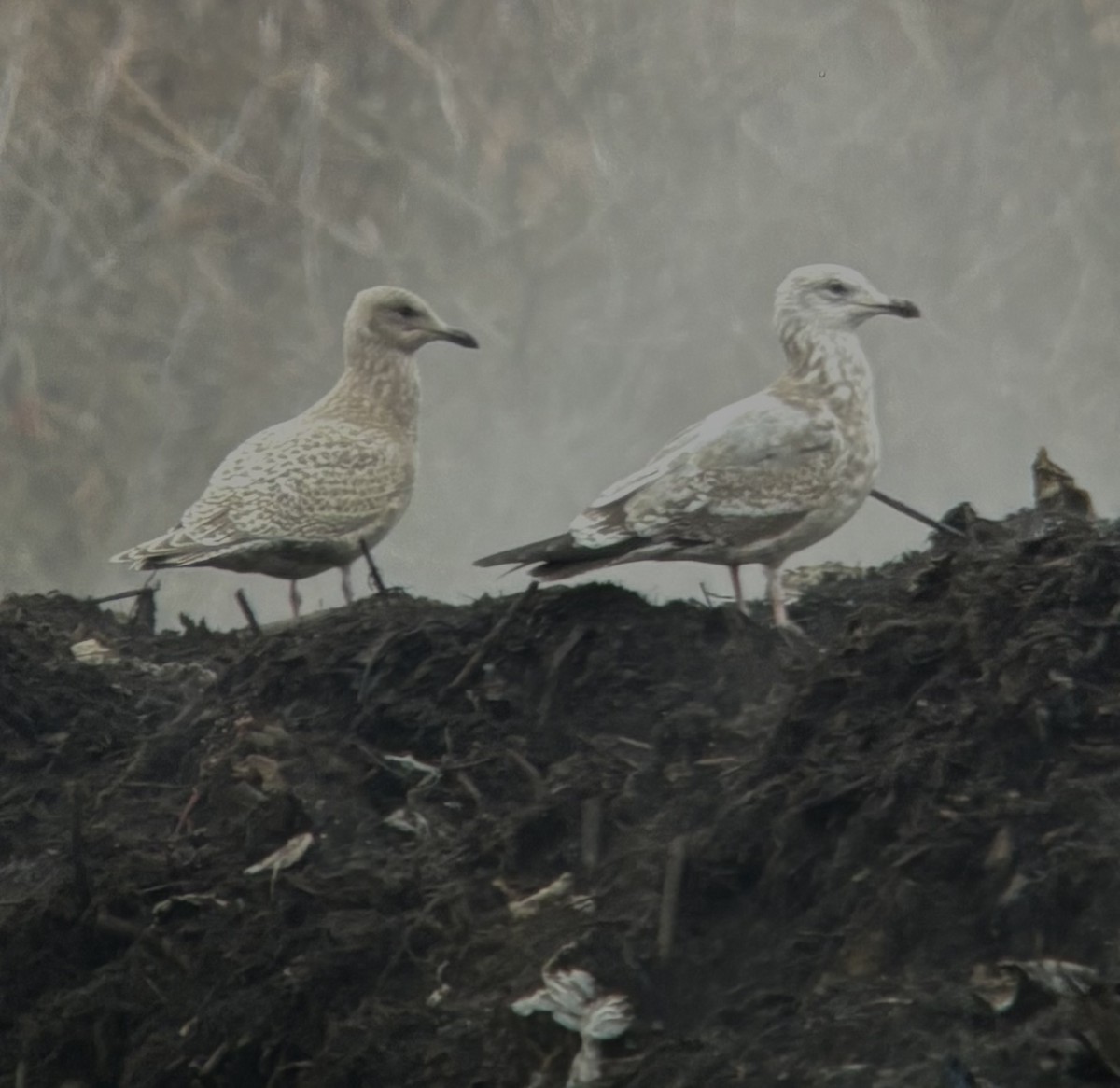 Goéland arctique (thayeri) - ML644378336
