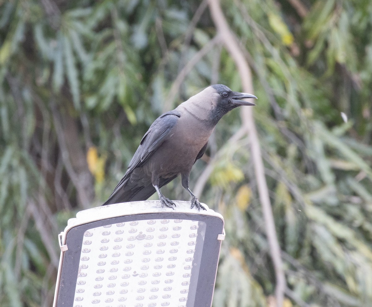 House Crow - ML644378337