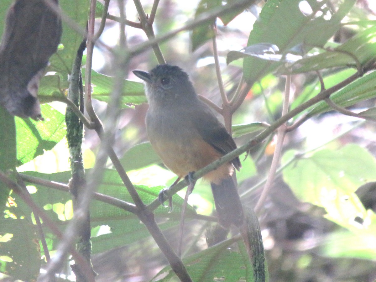Variable Antshrike - ML644378338