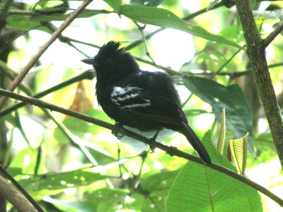 Variable Antshrike - ML644378339