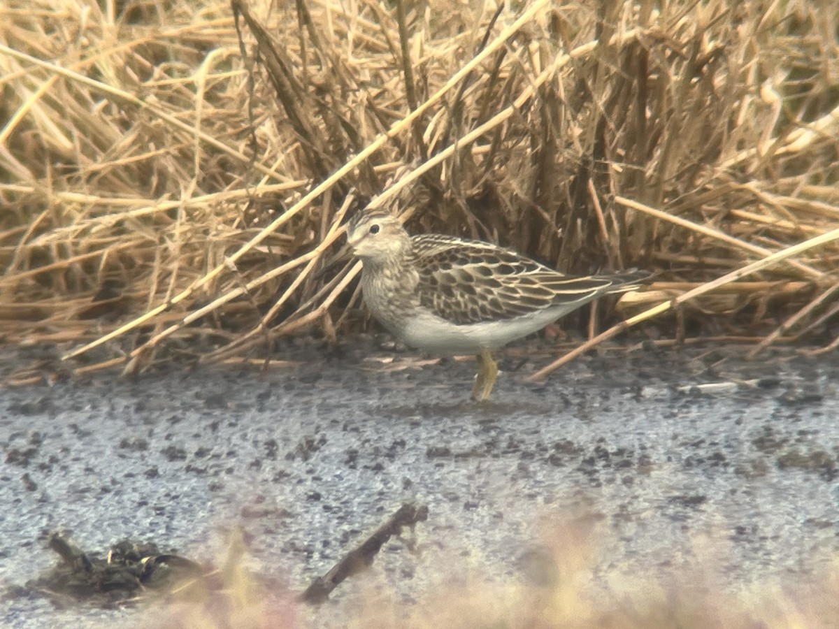 Pectoral Sandpiper - ML644378340