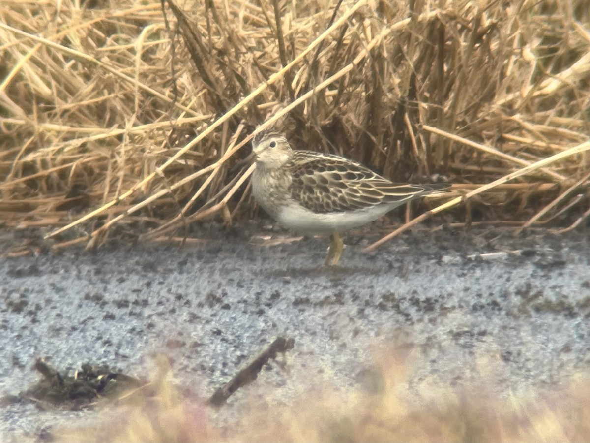 Pectoral Sandpiper - ML644378341
