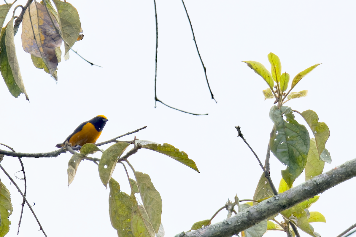 Orange-crowned Euphonia - ML644378342