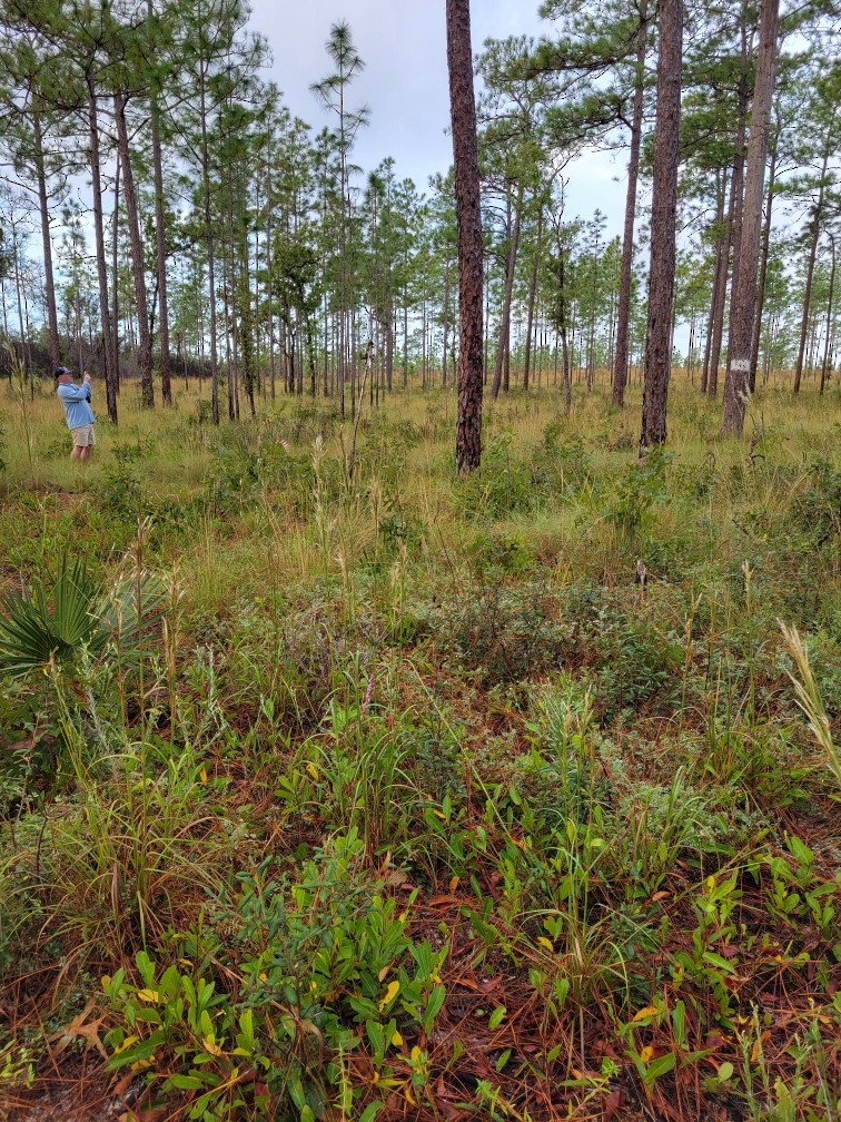 Pic à face blanche - ML644378348