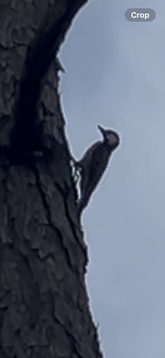 Pic à face blanche - ML644378349