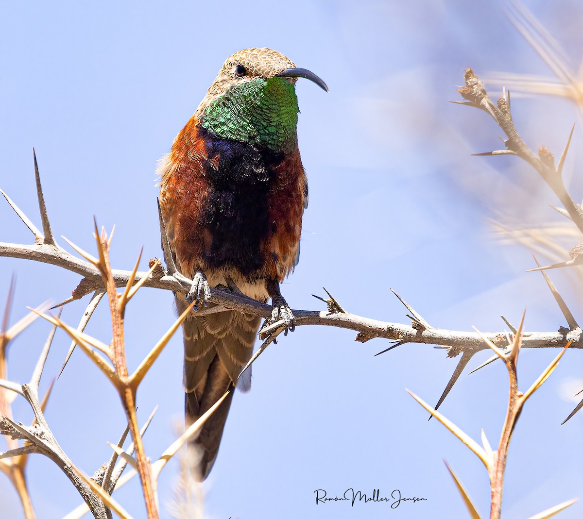 Wedge-tailed Hillstar - ML644378354