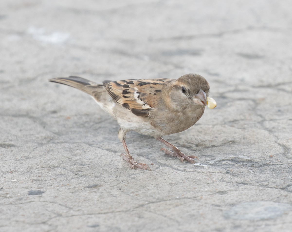 House Sparrow - ML644378356