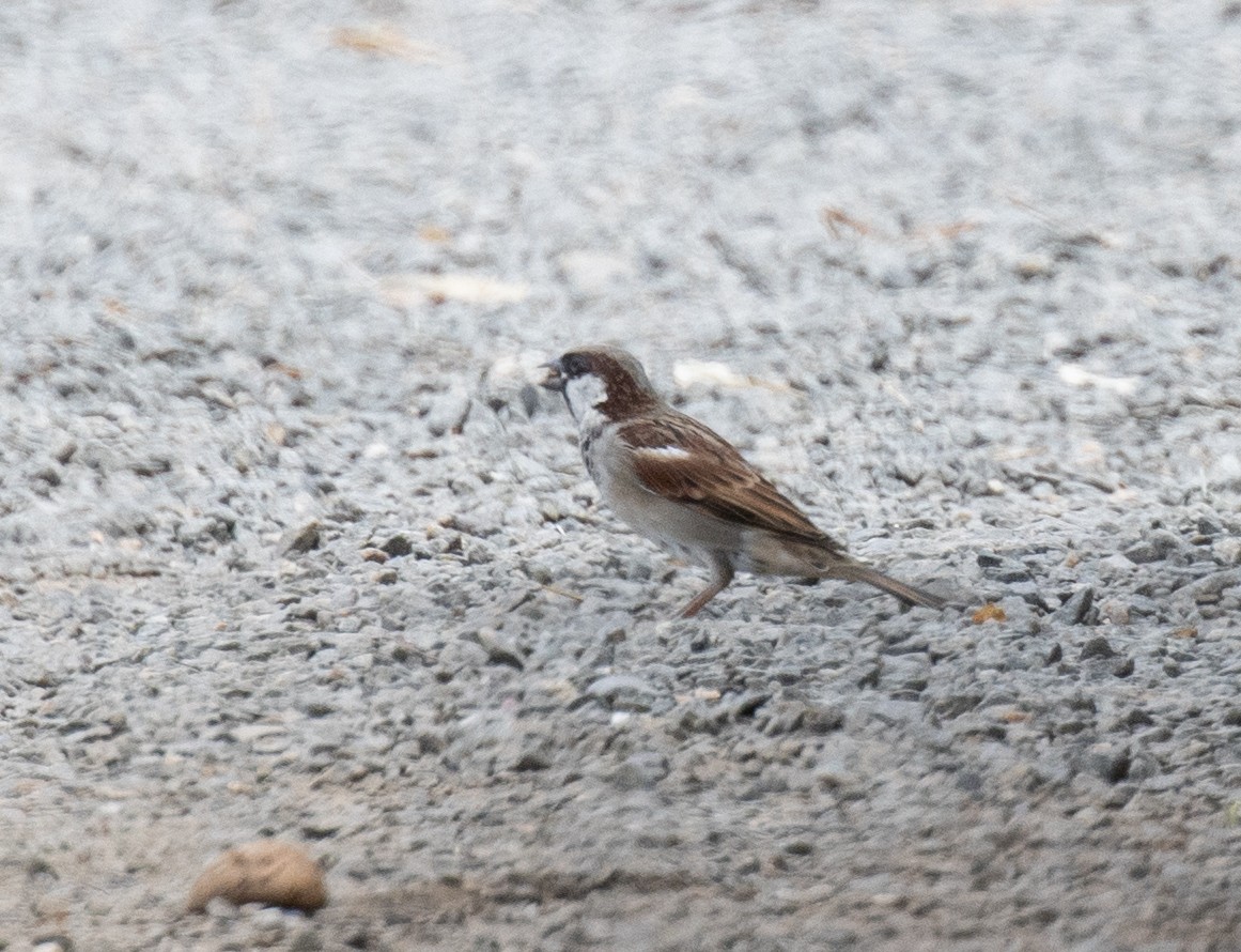 House Sparrow - ML644378357