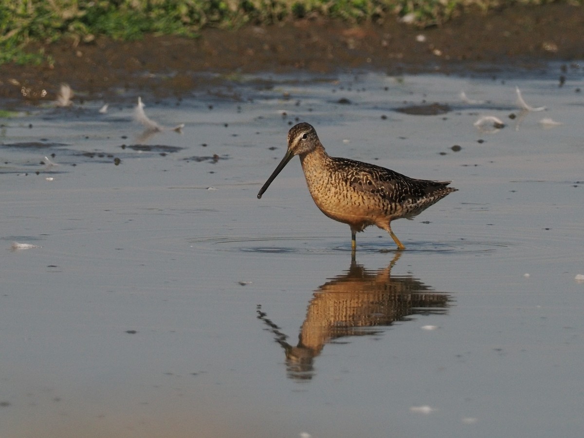 Long-billed Dowitcher - ML644378363