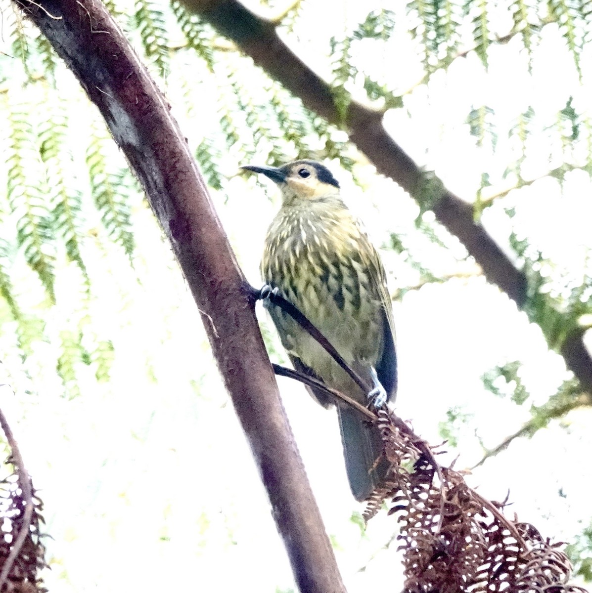 Macleay's Honeyeater - ML644378370