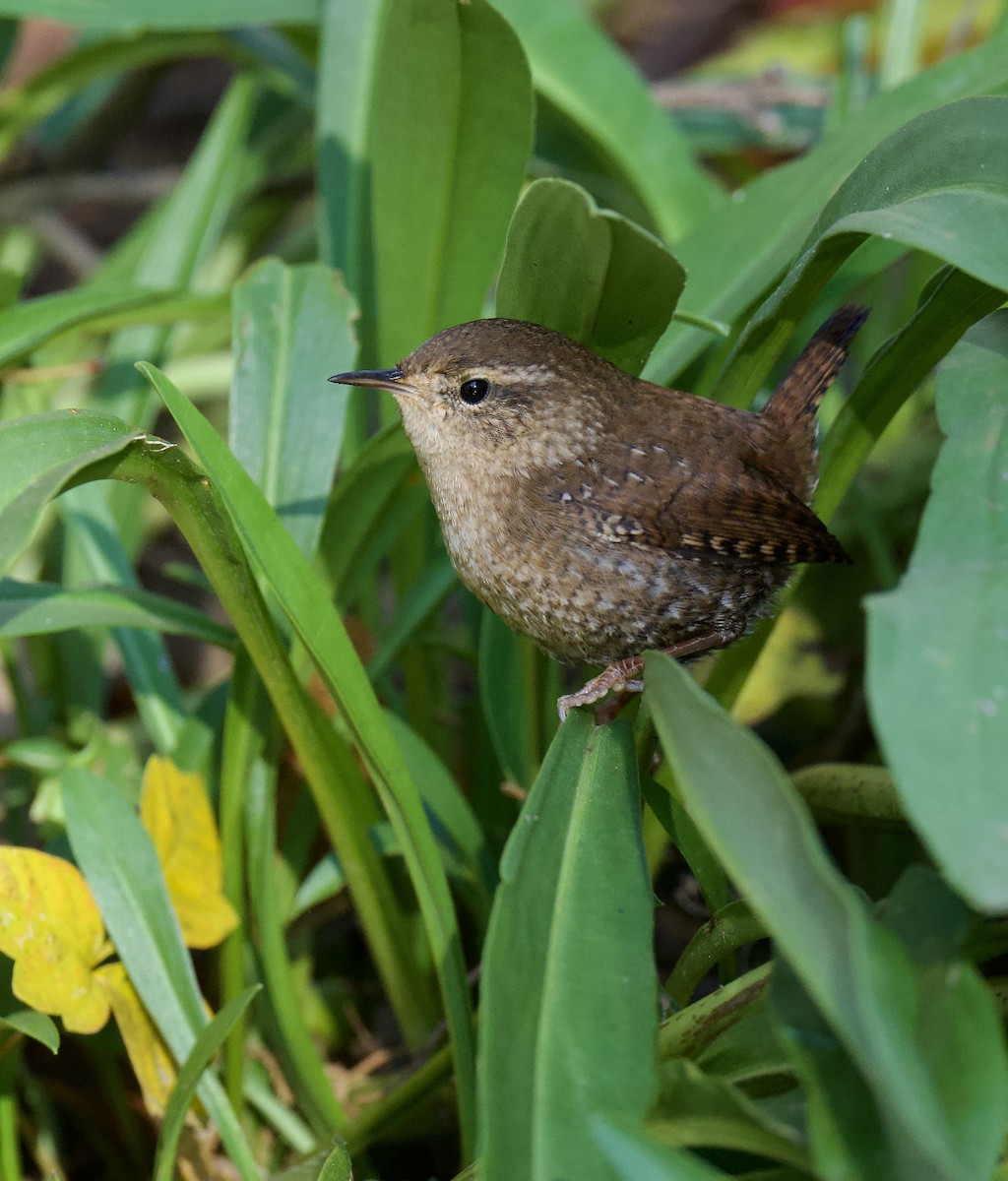 Winter Wren - ML644378371