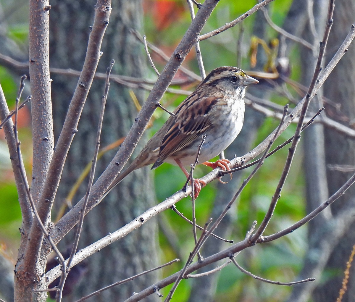 גיבתונית לבנת-גרון - ML644378384