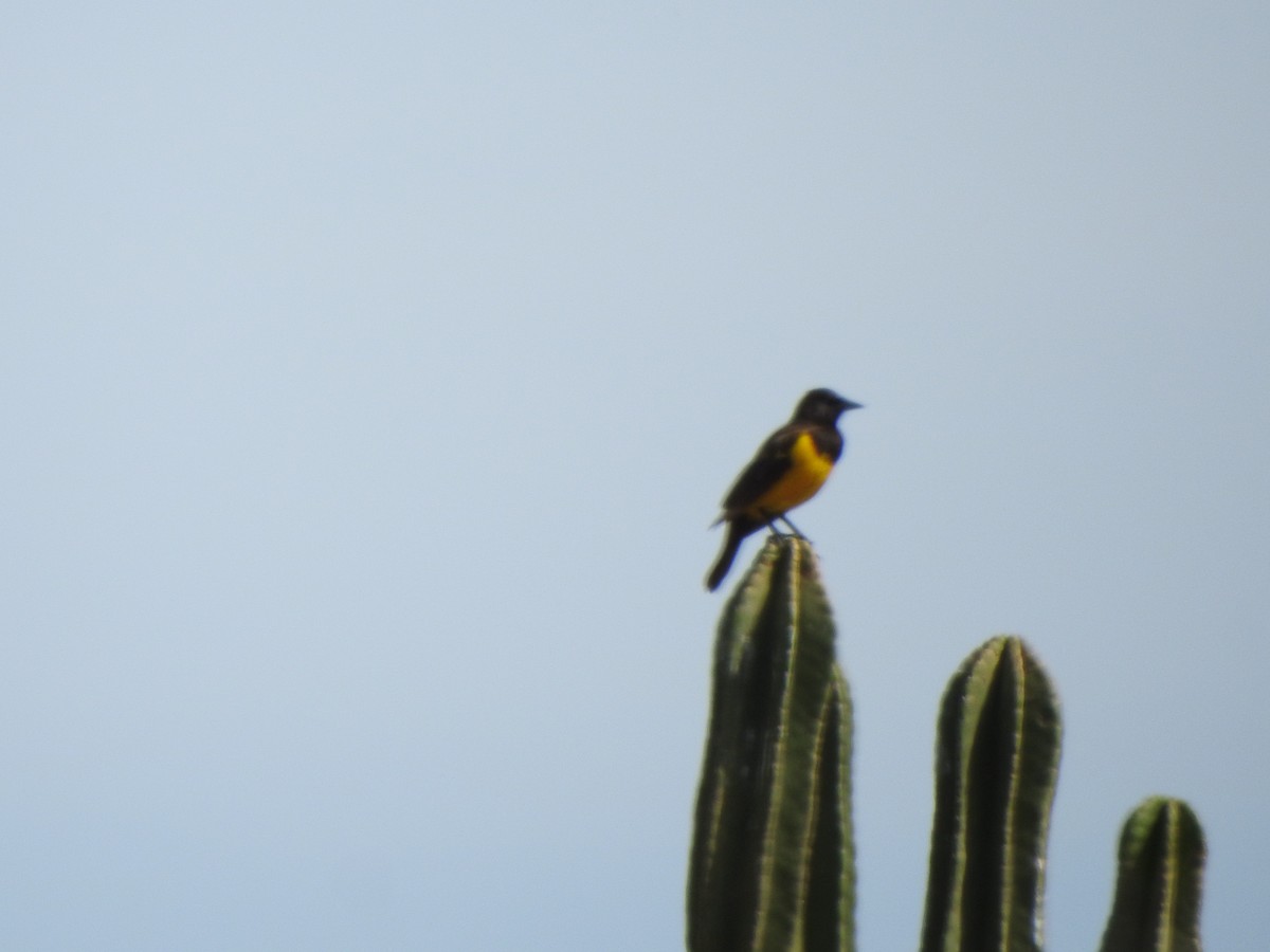 Yellow-rumped Marshbird - ML644378385