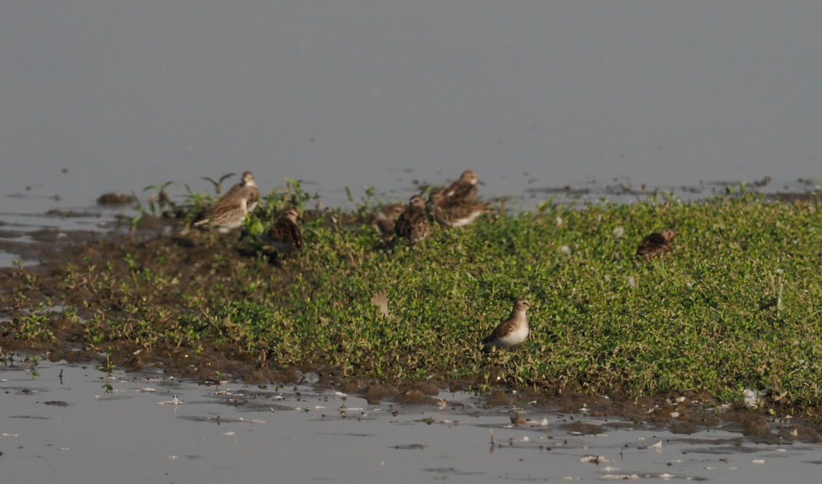 Least Sandpiper - ML644378389