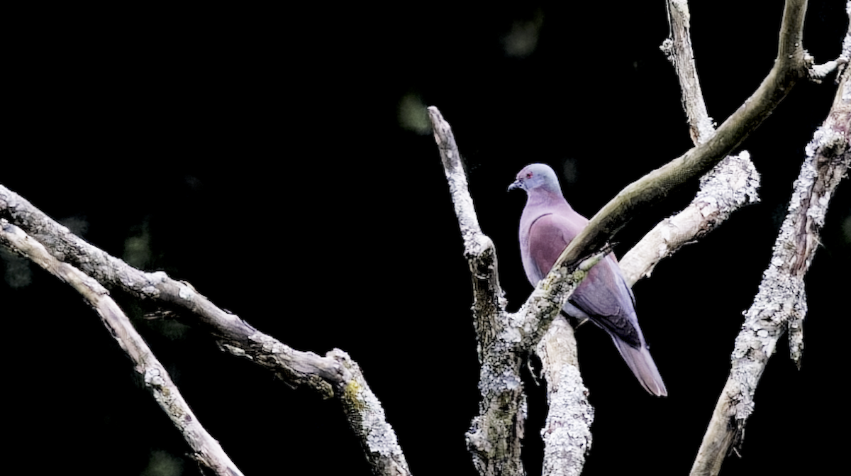 Pale-vented Pigeon - ML644378393