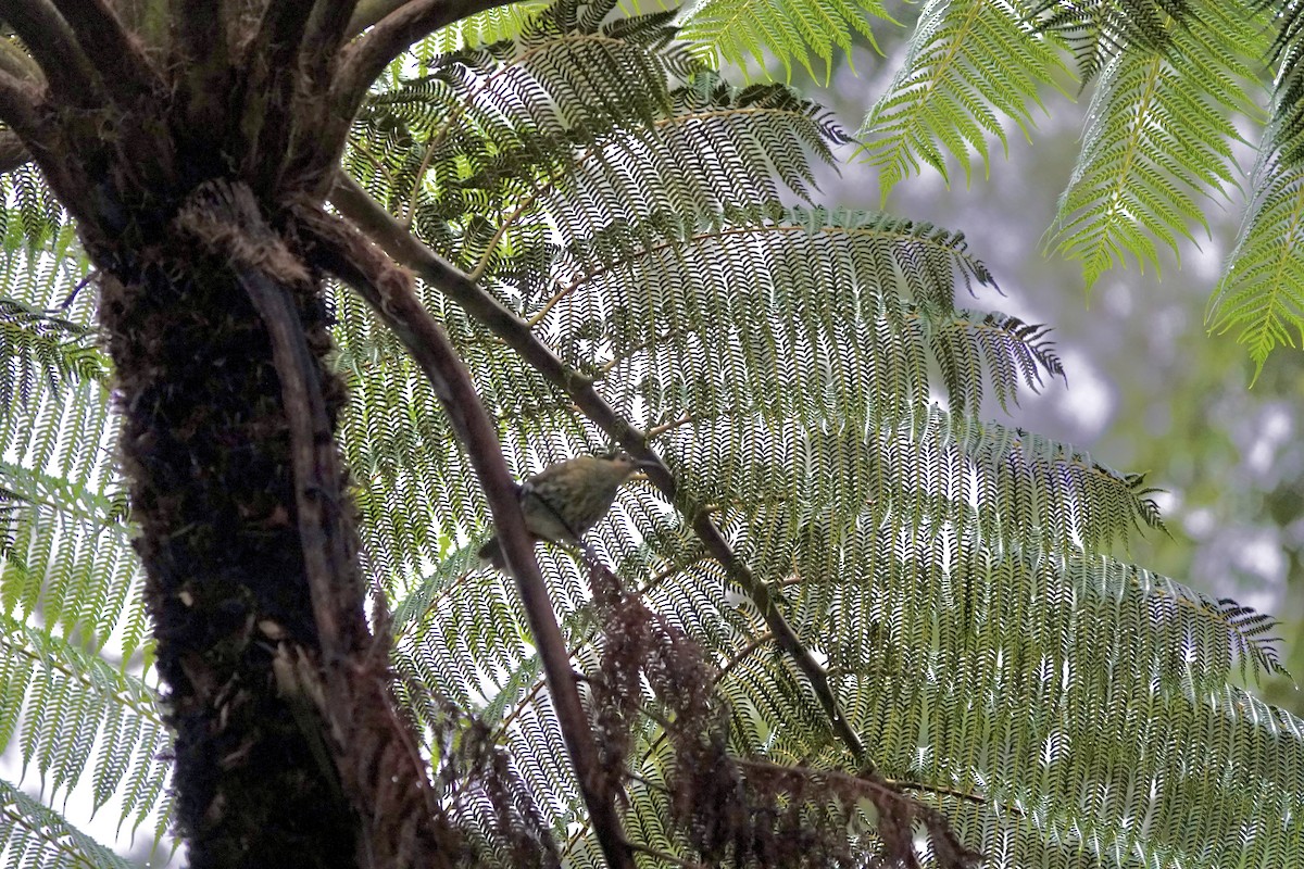 Macleay's Honeyeater - ML644378407
