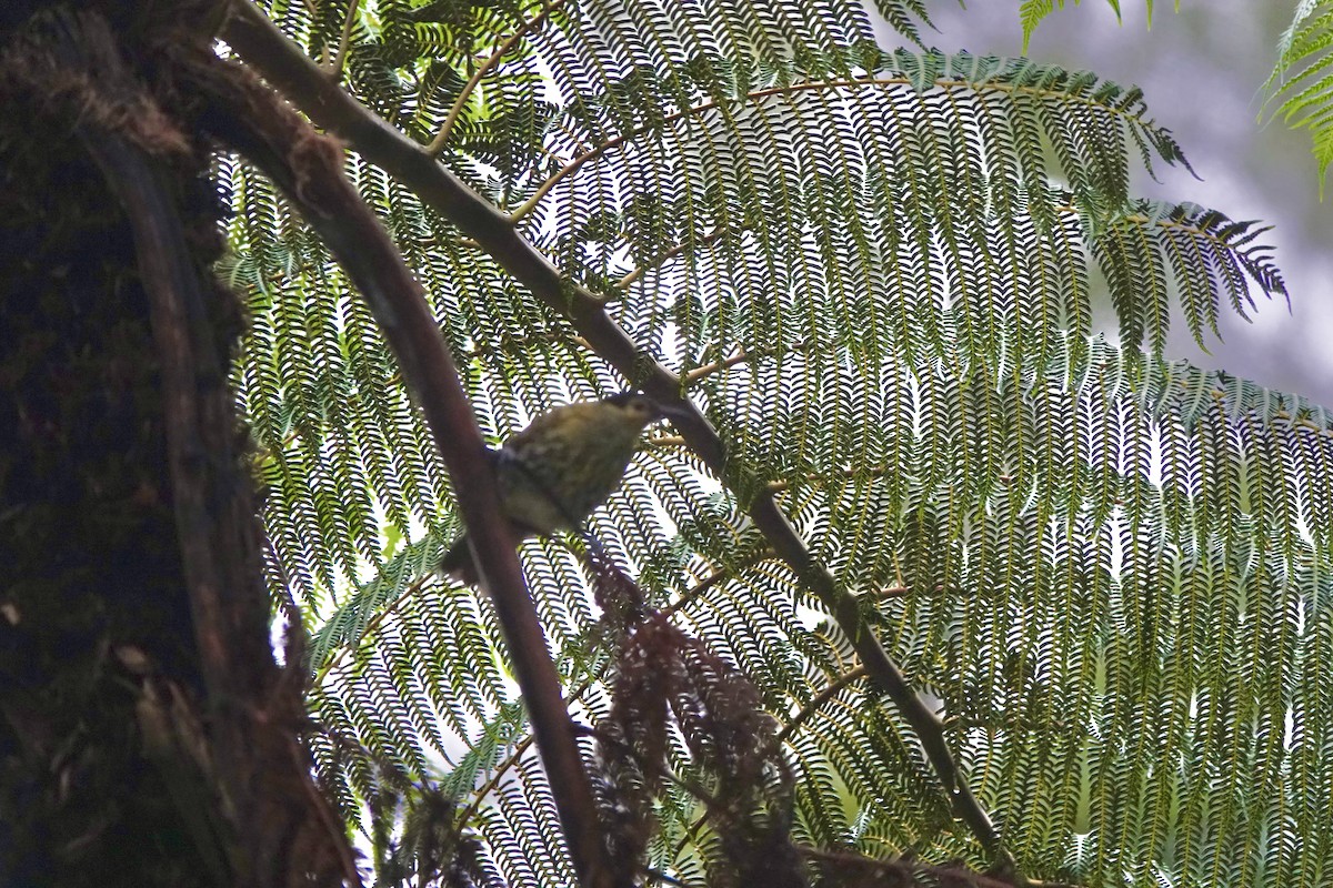 Macleay's Honeyeater - ML644378408