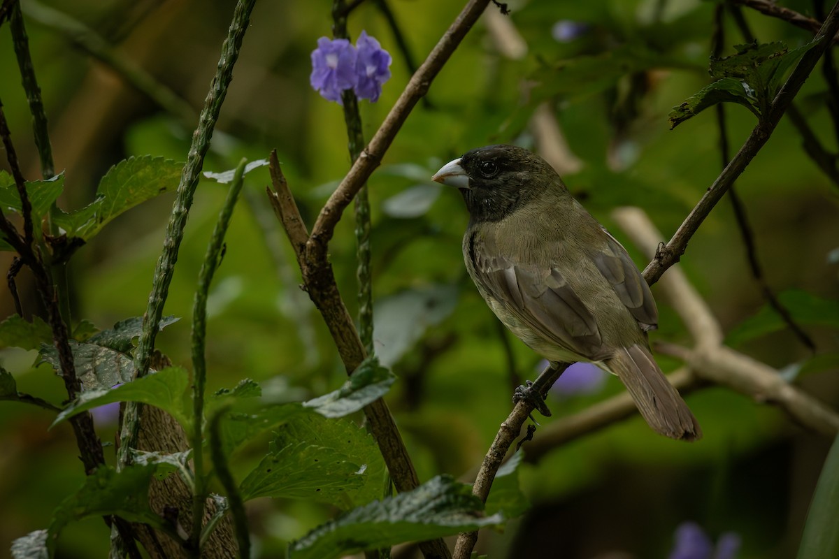 Gelbbauchspelzer - ML644378413