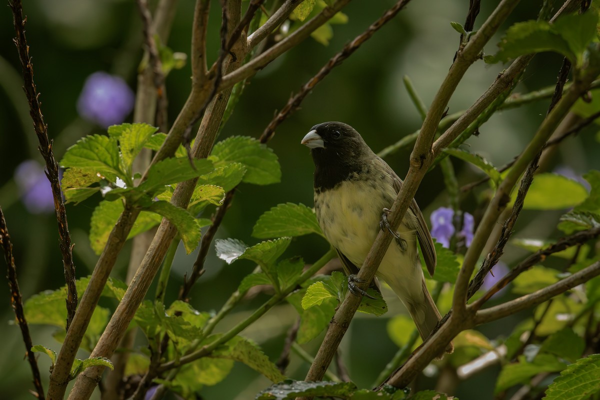 Gelbbauchspelzer - ML644378414